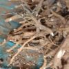 Iboga Root