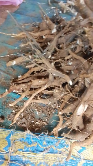 Iboga Root