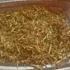 Iboga Root