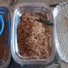 Iboga Root