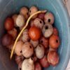 9 Soket and Mbounda