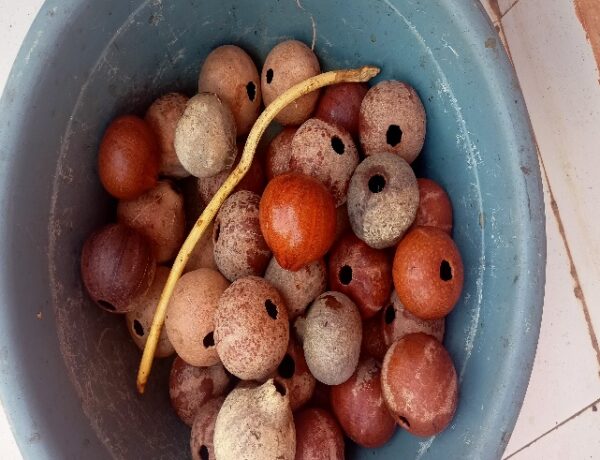 9 Soket and Mbounda