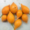 Iboga Seeds