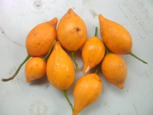 Iboga Seeds