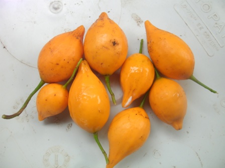 Iboga Seeds