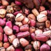 Kola-Nut-1 Cola Nuts
