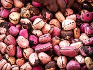 Cola Nuts