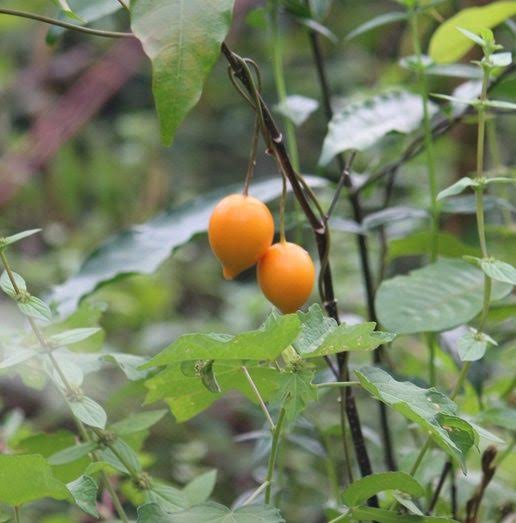 Iboga Seeds